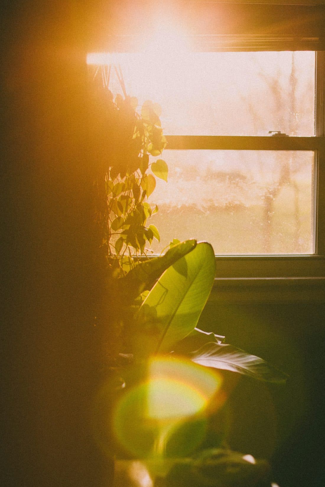 Warm sunlight glowing through houseplant leaves near a window